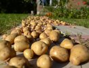 Засыпаю сверху на картошку и не тревожусь до конца зимы — 1 простой трюк сбережёт до лета