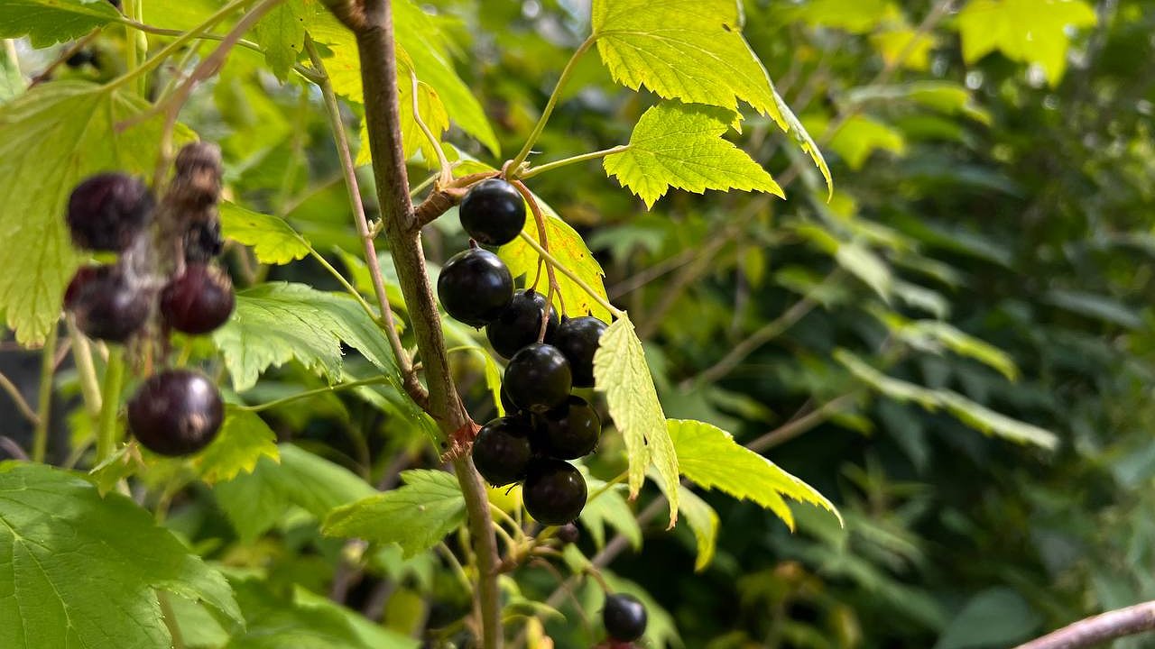 Главная картинка новости: Подкармливаю смородину удобрением с 20 августа: всего 1 ст.л. на ведро — кусты крепко спят даже в мороз
