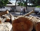 В Новороссийске выдали 436 разрешений на вырубку деревьев