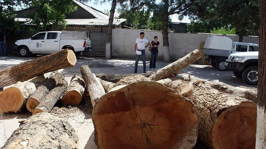 Главная картинка новости: В Новороссийске выдали 436 разрешений на вырубку деревьев