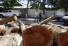 Миниатюра новости: В Новороссийске выдали 436 разрешений на вырубку деревьев