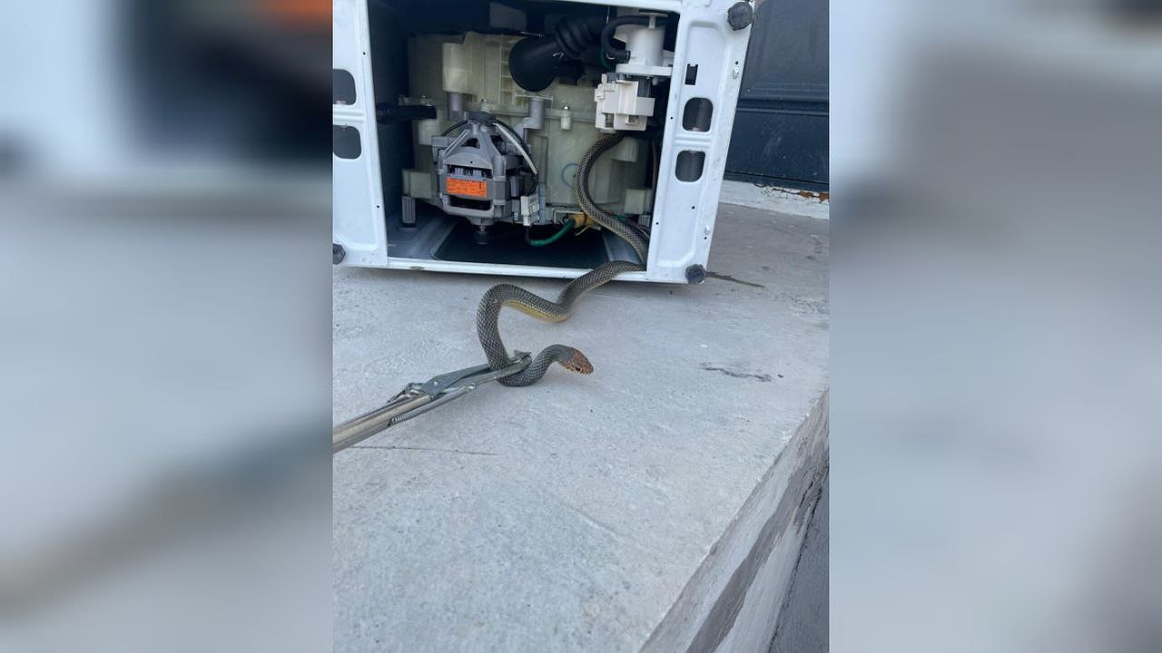 Главная картинка новости: Неожиданная «стирка»: спасатели Новороссийска вызволили змею из барабана машинки