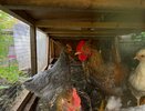 Всего одна горсть — и куры несутся без остановки: яйца крупные, желток как солнце