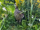 Лунный календарь садовода: какие работы нужно успеть сделать на участке с 23 по 29 августа