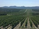 Новороссийск готовится собрать рекордные 11 тысяч тонн винограда в 2025 году