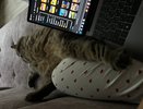 Почему кошки выбирают одних людей и игнорируют других: секреты их восприятия, которые вас удивят