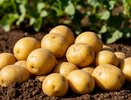 Распределите это удобрение после выкопки картофеля — земля станет мягкой, как после тонны навоза
