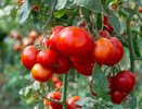 В августе помидоркам — срочно: поливаю этой жижей — и собираю мясистый урожай до октября