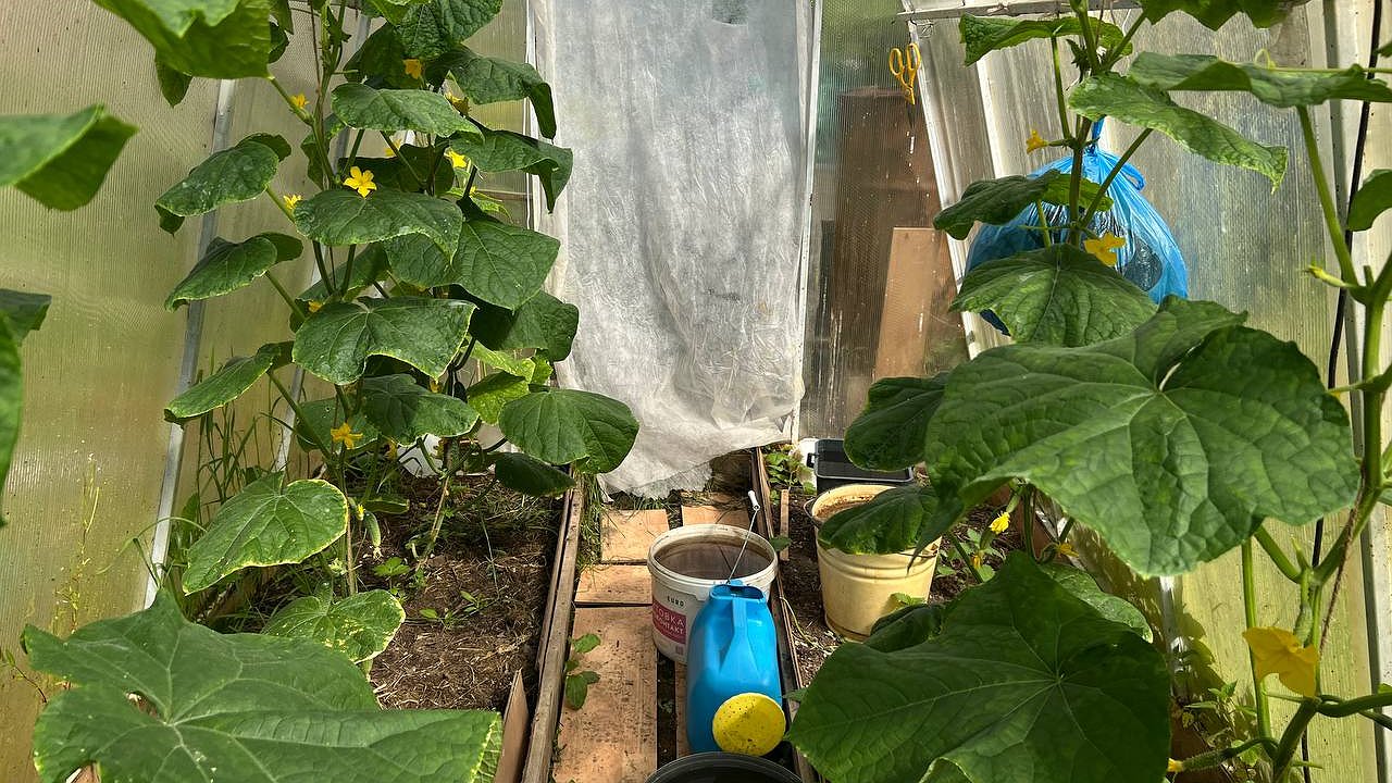 Главная картинка новости: Копеечная крупа, а пользы — как от целой горы удобрений: раскидываю пачку по огороду и земля как чернозём — навоз больше не понадобится