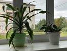 Эти цветы вытягивают энергию дома: срочно уберите их из спальни