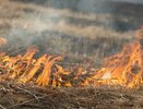 Осторожно, лес как порох: на Кубани продлили запрет на посещение лесов из-за экстремальной жары