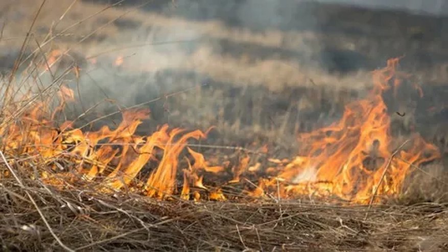 Главная картинка новости: Осторожно, лес как порох: на Кубани продлили запрет на посещение лесов из-за экстремальной жары