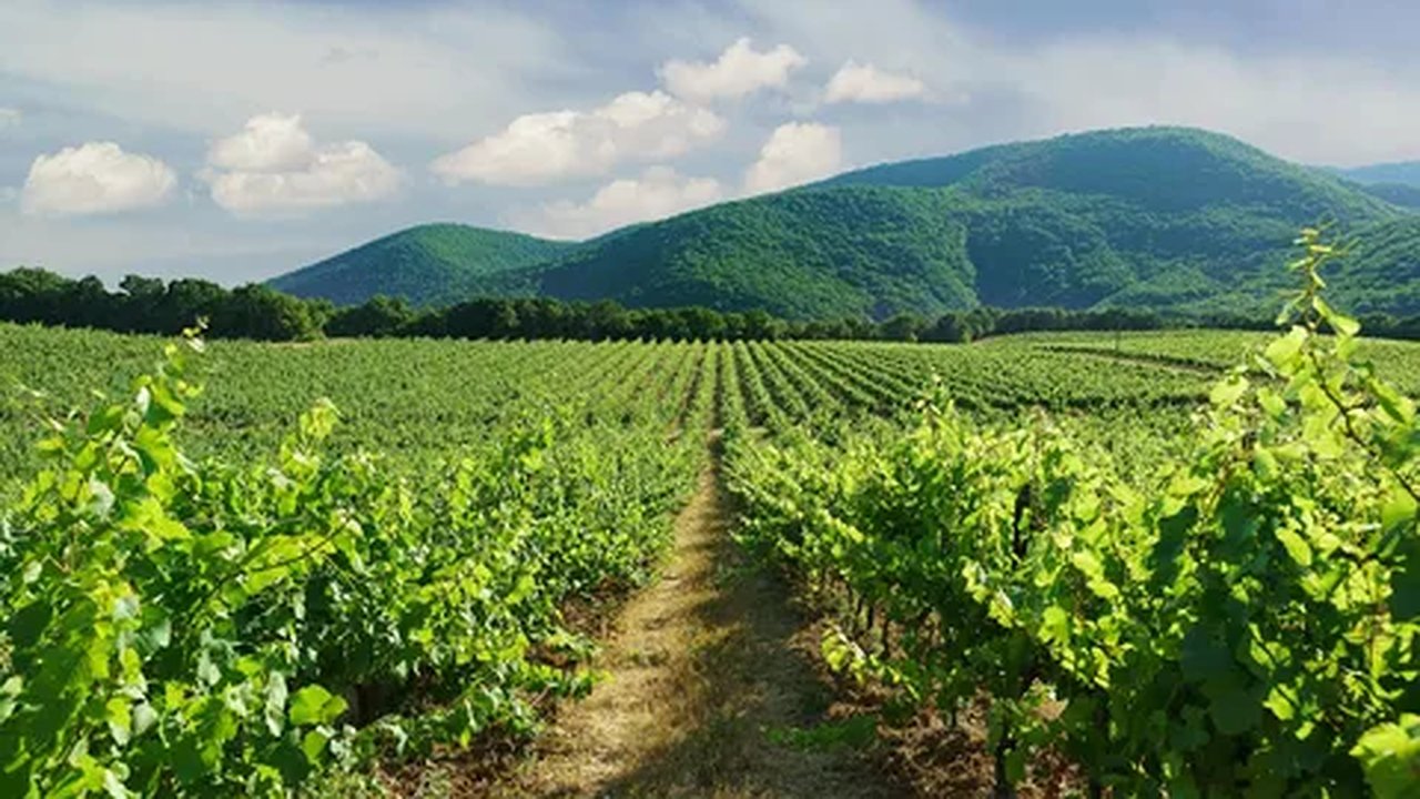 Главная картинка новости: Смотрите, как делают ваше любимое вино и не только: 4 крутых промтура по Кубани