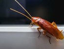 Эфирное масло помогло избавиться от тараканов — как устроить настоящий ад для усачей