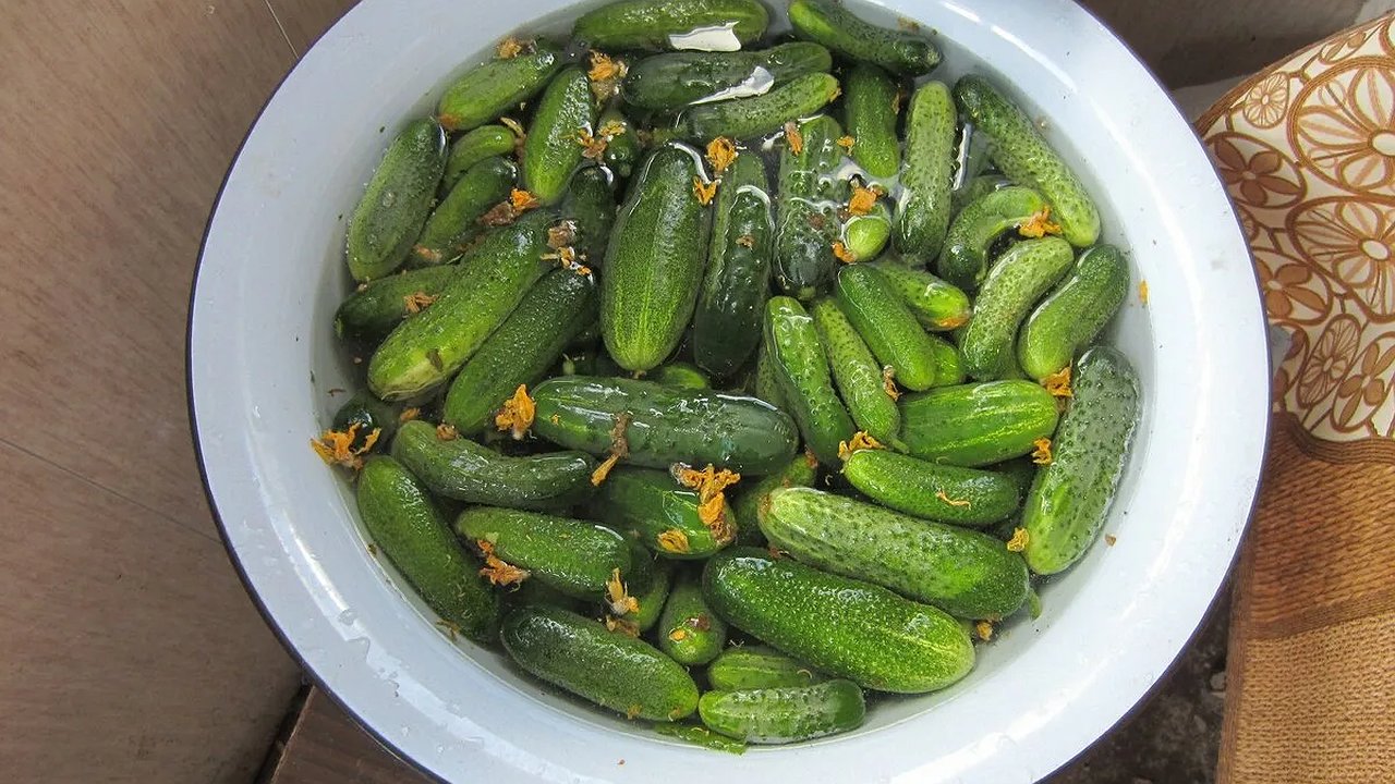 Главная картинка новости: Жаль, что раньше не знал, как правильно хранить огурцы свежими 5-6 месяцев до самого Нового Года без закаток