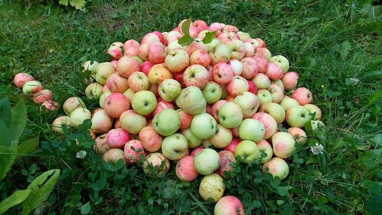 Главная картинка новости: С 5 по 25 сентября яблоням — обязательно: подкармливаю осенью, а на следующий год собираю по 45 кг с дерева