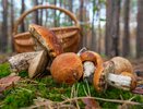 Почему нельзя просто готовить грибы: главная ошибка, которая портит все блюдо