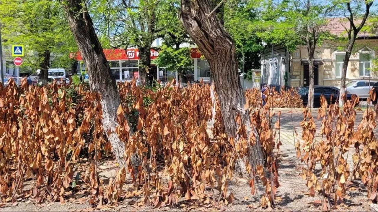 Главная картинка новости: Новороссийск требует 12 миллионов: суд из-за погибшей лавровишни в сквере Брежнева