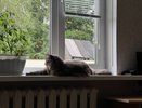 Не зовите кота просто так: как имя вашего питомца может принести в дом удачу и богатство