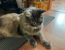Объясняем на пальцах: вот почему ваша кошка целует, а потом кусается — гениальный язык хвостатых, который стоит понять каждому
