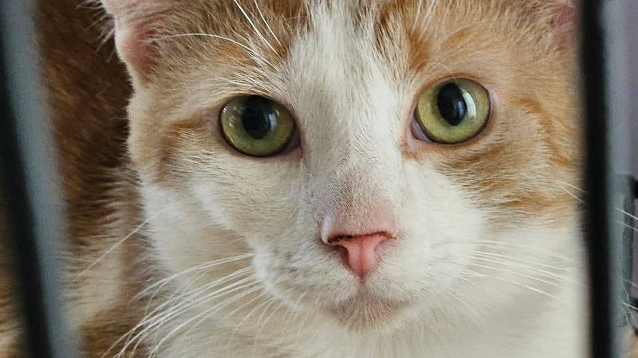 Главная картинка новости: Тишина в «Мысе Добра»: кто спасет девяносто кошачьих душ после внезапной смерти хозяйки приюта