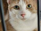 Тишина в «Мысе Добра»: кто спасет девяносто кошачьих душ после внезапной смерти хозяйки приюта