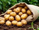Положила это в мешок — и картошка не прорастает до лета: способ хранения овощей