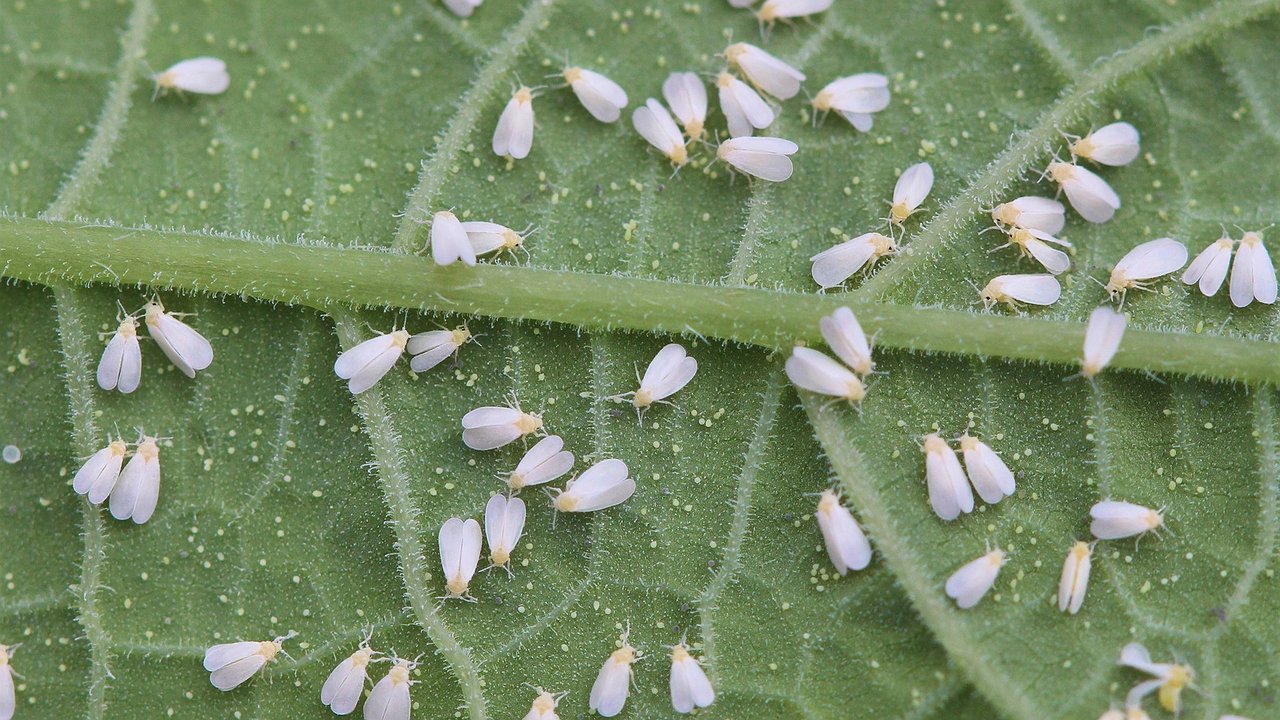 Главная картинка новости: Победила белокрылку навсегда: развожу ложку в литре воды и восхищаюсь эффектом — 3 рабочих метода