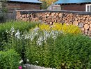 Этих соседей в огороде терпеть нельзя: 3 растения, которые выкорчевываю без сомнений — и вам советую