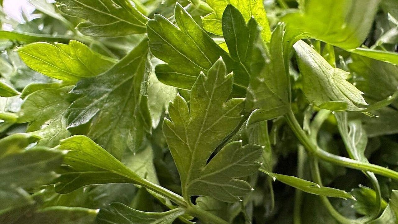 Главная картинка новости: Карантинную муху-горбатку обнаружили в партии петрушки в порту Новороссийска