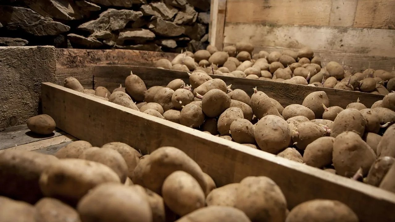Главная картинка новости: Картошка останется свежей до самой весны: кладу этот продукт рядом – даже погреб не понадобится