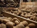 Картошка останется свежей до самой весны: кладу этот продукт рядом – даже погреб не понадобится