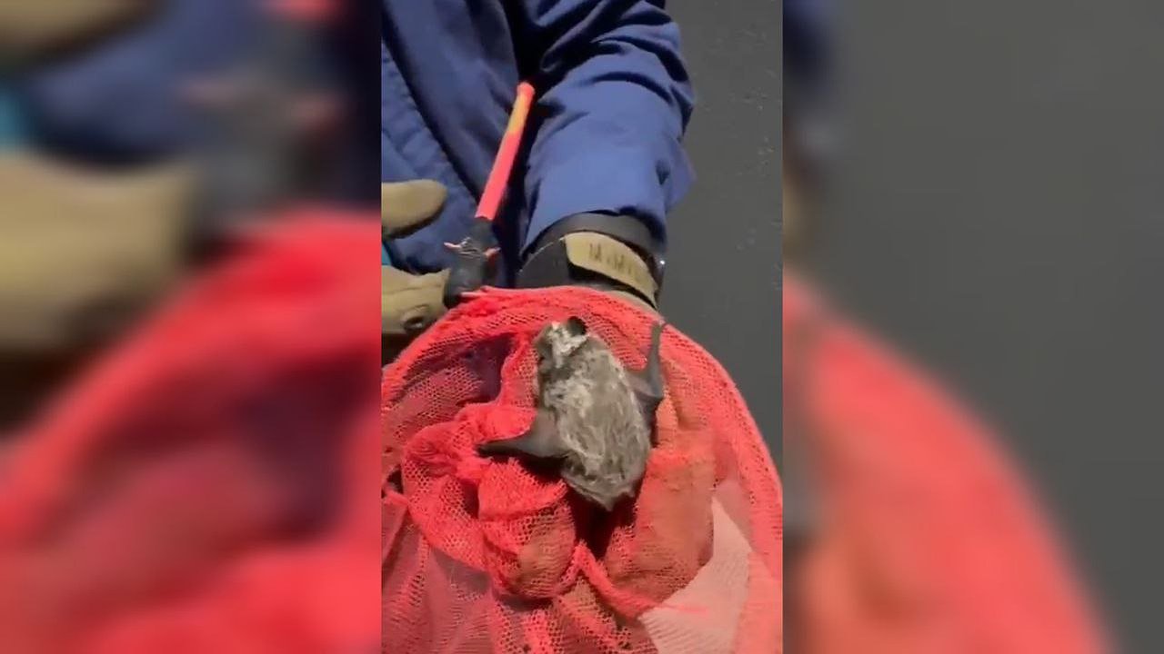 Главная картинка новости: Незваный гость с крыльями: новороссийские спасатели проводили спецоперацию в обычной квартире