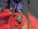 Незваный гость с крыльями: новороссийские спасатели проводили спецоперацию в обычной квартире
