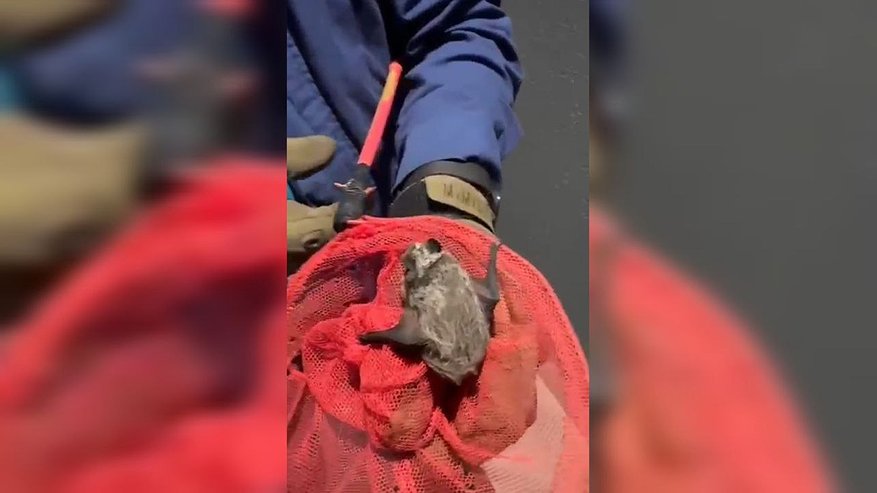 Главная картинка новости: Незваный гость с крыльями: новороссийские спасатели проводили спецоперацию в обычной квартире