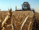Хлебный коллапс: экспорт зерна из Новороссийска рухнул в два раза за неделю
