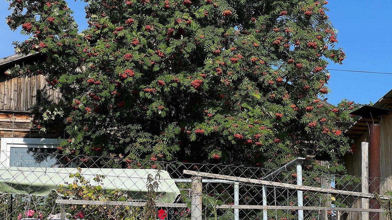 Главная картинка новости: Втираю это в стволы деревьев в феврале — и вредители обходят мой сад стороной: дедовский способ, который работает лучше химии