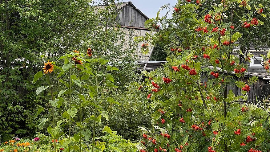 Главная картинка новости: Соседи выносят мешки, а я их собираю: этот «зимний мусор» творит чудеса с рассадой в марте