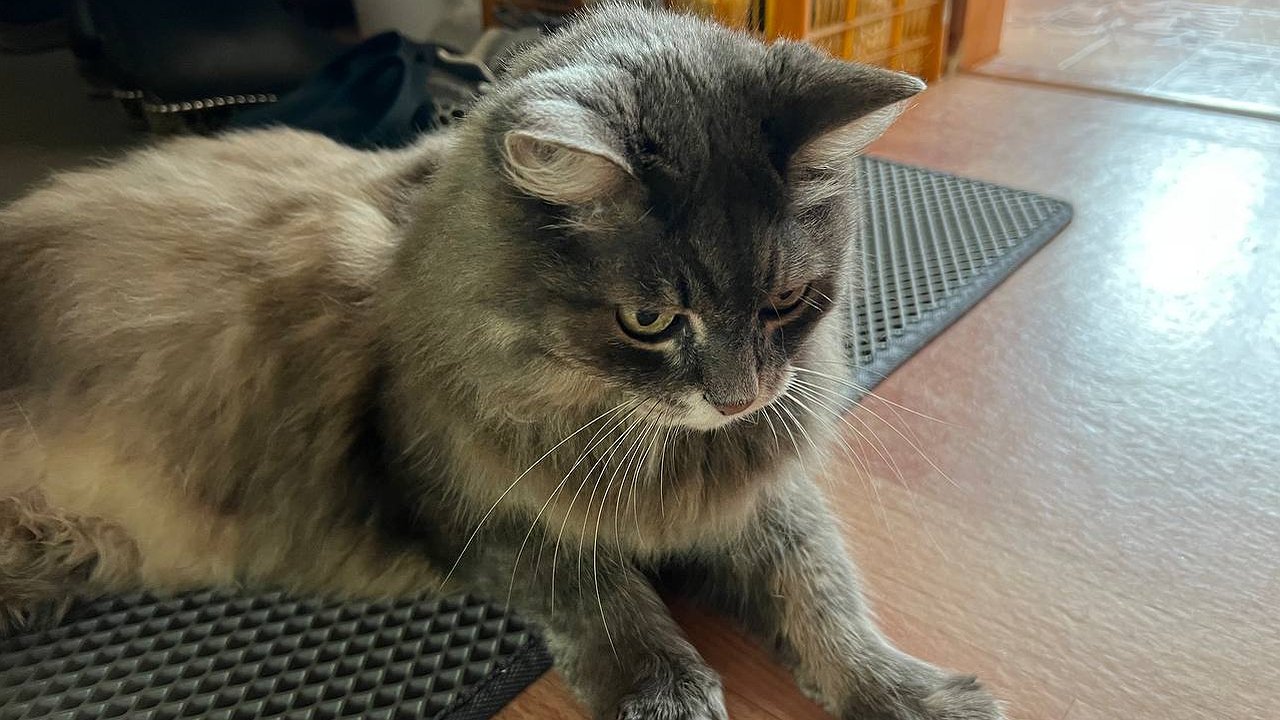 Главная картинка новости: Вонь от кошачьей мочи исчезает за 7 минут: мне показала способ горничная из отеля