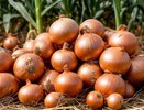 Этот способ хранения лука избавит от прорастания и гнили: я просто использую старые капроновые колготки