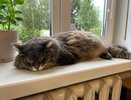 Они нам не просто мяукают: расшифровываем язык жестов и звуков, которыми кошки приветствуют хозяев