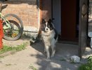 Этот запрещенный прием отучает собаку грызть обувь за один день — хозяева в шоке от результата