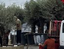 Средиземноморский уголок: в Новороссийске высадили оливы на набережной