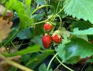 Осеннюю подкормку для клубники покупаю за 37 рублей: через год вся грядка алая — даже листьев из-за ягод не увидите