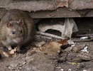Санитарная обработка городских территорий Новороссийска: график и ограничения
