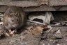 Миниатюра новости: Санитарная обработка городских территорий Новороссийска: график и ограничения