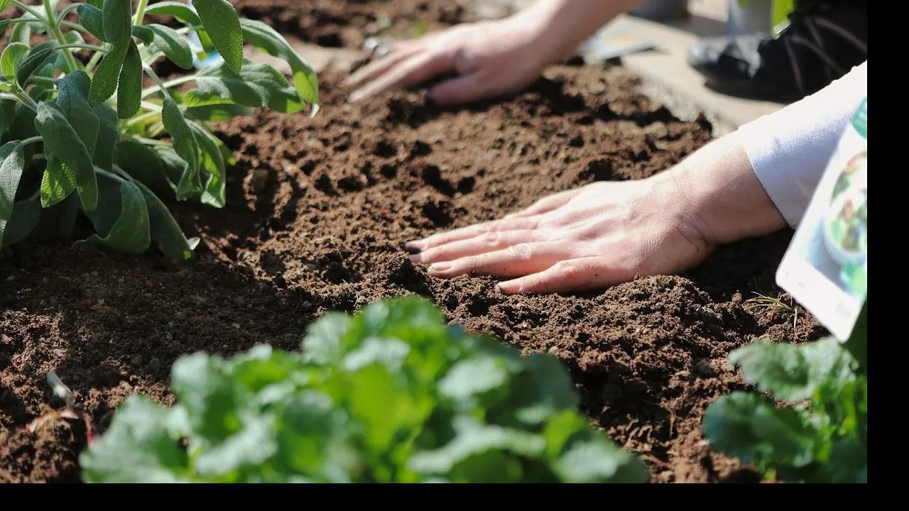 Главная картинка новости: Соседка посоветовала сеять горчицу в сентябре: результат на следующий год шокировал даже бывалых огородников