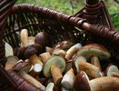 Проще шампиньонов, ароматнее белых: скромный гриб, который растет у всех под ногами и достоин королевского стола
