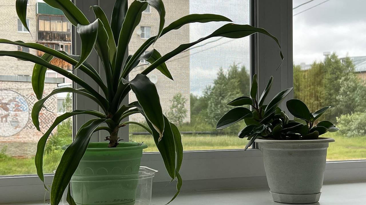 Главная картинка новости: Положите в горшок с цветком спичку. Через 3 дня результат вас удивит (и спасет растение)