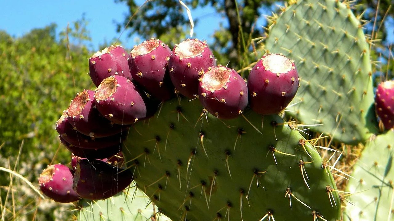Главная картинка новости: Необычный урожай: в горах под Новороссийском созрели съедобные кактусы